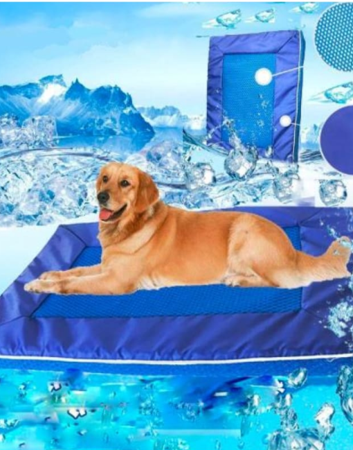 How to Keep Your Dog Cool in Summer
